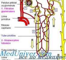 Corecție alcaloză rinichi. Mecanisme de corectare renale alcalozei