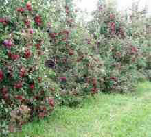 Caracteristici slaboroslyh pomi fructiferi