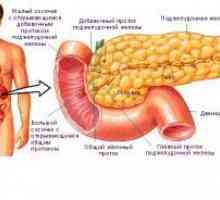 Caracteristici ale structurii și poziția pancreasului umane, topografie și anatomie