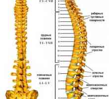 Caracteristici structurale ale diferitelor părți ale coloanei vertebrale