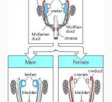 Mesonephros atitudinea la sistemul vascular al embrionului. tubii renală fetală