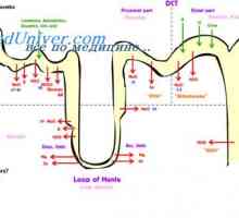 Ciclul ovarian. fază foliculară a ciclului ovarian