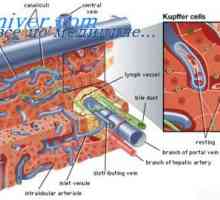 Sistemul vascular al ficatului. Depot sânge în ficat