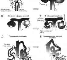 Patologia rinichiului la adulți cu întârzierea creșterii intrauterine (IUGR)