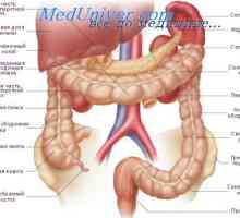 Amestecarea miscarile intestinului. circulație splanchnic