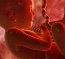 Insuficiență placentară fetale în timpul sarcinii: cauze, tratament, prevenire, semne, simptome,…
