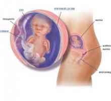 Placentar (fetale) circulație