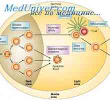 Tumorile soareci Plasma. Rolul poliribozomilor în biosinteza de imunoglobuline