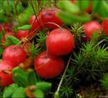 Fructoase și reproducerea în cranberries sălbatice