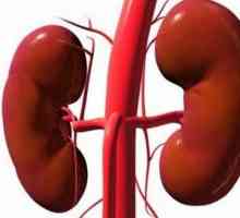 Pancreas și rinichii pancreatită