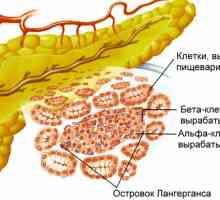 Pancreasul este un organ intern important în corpul uman