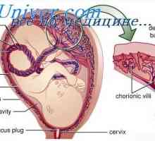 Dezvoltarea organelor fetale. Etapele de dezvoltare a organelor de embrion