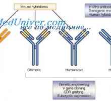Modificarea anticorpului după reacția cu antigenul. centre complement