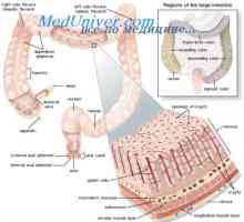 Controlul hormonal al tractului gastro-intestinal. Hormonii actioneaza asupra intestinului