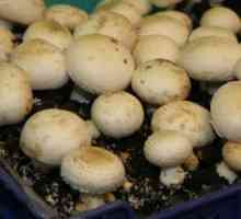 Acoperiți de sol și de stabilire a ciupercilor