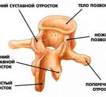 Procesele transverse și spinoase ale vertebrelor