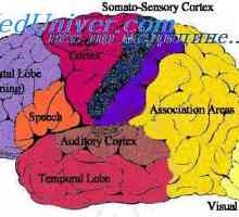 Zona de asociere prefrontal. Zona de asociere limbic