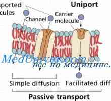 Canale de proteine ​​celulare. Mecanismul de suprimare a fasciculului de canale de proteine