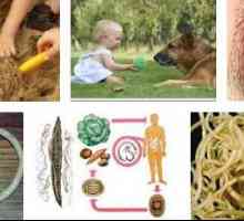 Cauzele de viermi (helminți helminți), în copii și pentru adulți