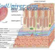 Secreția de apă și electroliți în tractul gastrointestinal. Fiziologia mucusul tractului…