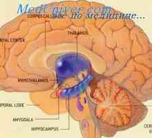 Stimularea Efectele amigdala. Sindromul Kluver-Bucy