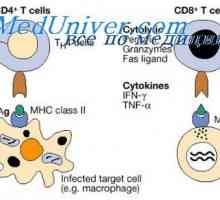 Faza de producție a răspunsului imun. interacțiunea celulă în faza de producție