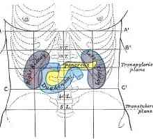 Proiecția pancreasului