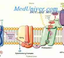 Rata metabolismului bazal. Mecanismele de reglare BMR