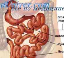 Creșterea peristaltismului intestinului subțire. Fiziologia valvei ileocecală