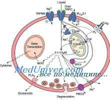 Activitatea antitumorală a celulelor dendritice. Efectul Immunovac-sn-4 privind imunitatea innascuta