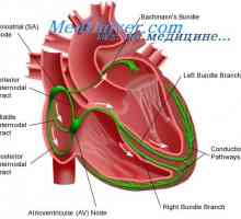 Sistem de conducere cardiacă. nod sinusal