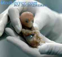 Embrion Pathways. Formarea de căi conductoare fetus