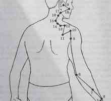 Amplasarea și anatomie a punctelor corpului pentru aromaterapie. Meridian a intestinului subtire