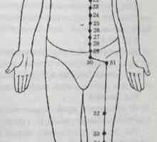 Amplasarea și anatomie a punctelor corpului pentru aromaterapie. stomac Meridian