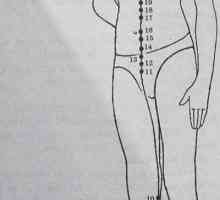 Amplasarea și anatomie a punctelor corpului pentru aromaterapie. rinichi Meridian