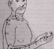 Amplasarea și anatomie a punctelor corpului pentru aromaterapie. colon Meridian