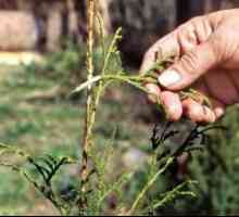 Reproducerea arborvitae, butași, semințe