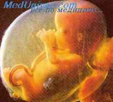 Dezvoltarea capului embrionului. Mecanismele de dezvoltare a capului embrionului