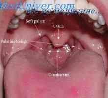 Dezvoltarea laringelui. formarea traheei