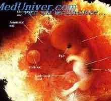 Dezvoltarea embrionilor umani. Studiul embrionilor și fetușilor