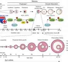 Dezvoltarea ovocitelor. Profazei meiozei I