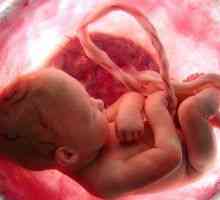 Dezvoltarea copilului de săptămâni de sarcină în uter