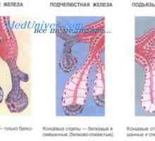 Dezvoltarea glandelor salivare ale embrionului. pancreas fetal