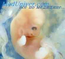Dezvoltarea trunchiului embrionului. Stadiul de dezvoltare a trunchiului embrion