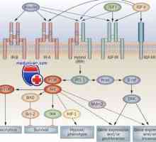 Receptorii cu activitatea tirozin kinazei. Receptorii pentru factorii de creștere și de insulină