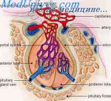 Controlul hipotalamo hipofizar. vasele de sange hipotalamo-hipofizo