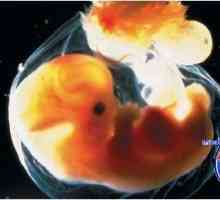 Embrion Reflexe. Cerebelul și funcția sa în fat