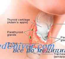 Reglementarea funcției tiroidiene. Funcția de thyroxin și efectul său asupra organismului