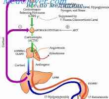 Reglementarea secreției de cortizol. ACTH și rolul său