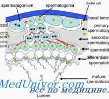 Reglementarea spermatogenezei. Factorii care influențează formarea spermatozoizilor